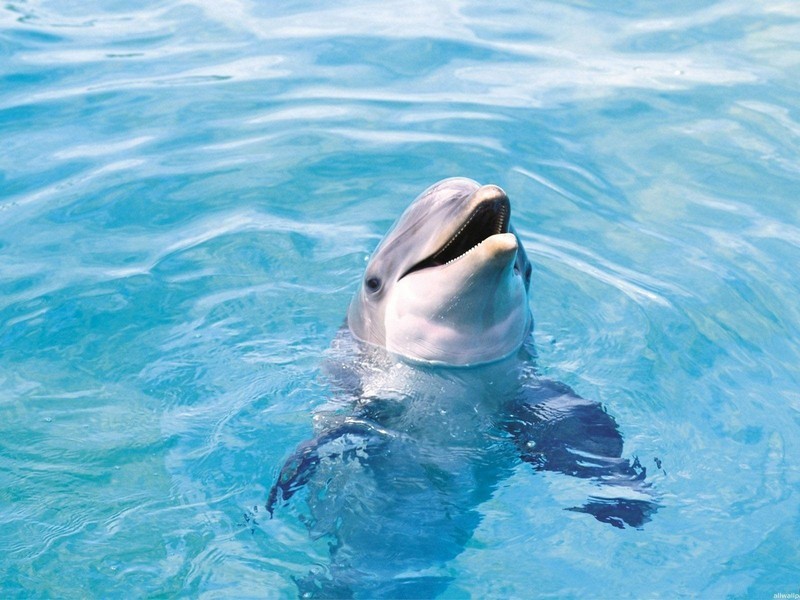 Цирковой дельфин